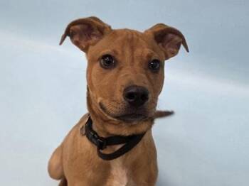 Bruno -  Cattle Dog and Pit Bull Terrier Dog for Adoption in Woodbury, Minnesota - Bruno | PetCurious