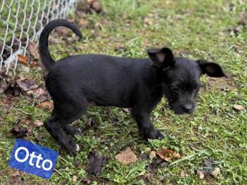 Otto -  Dachshund and Miniature Poodle Dog for Adoption in Wheelersburg, Ohio - Otto | PetCurious
