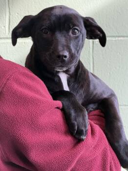 Mixed Breed Dogs Available for Adoption - Sylvester | PetCurious