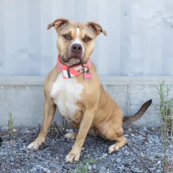 Lola -  Mixed Breed Dog for Adoption in Cape Girardeau, Missouri - Lola | PetCurious