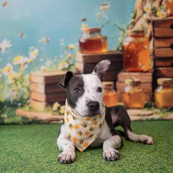 Rescue Mixed Breed Dogs for Adoption in Aberdeen, North Carolina - Hazel | PetCurious