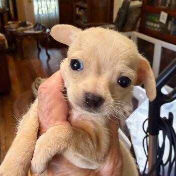 Robbie -  Chihuahua and Mixed Breed Dog for Adoption in Sacramento, California - Robbie | PetCurious