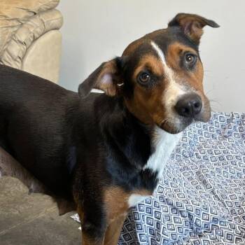 Rescue Australian Shepherd and Mixed Breed Dogs for Adoption in Brunswick, Georgia - TAFFY | PetCurious