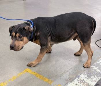 Rescue Staffordshire Bull Terrier and Mixed Breed Dogs for Adoption in Houston, Texas - A2042846 | PetCurious