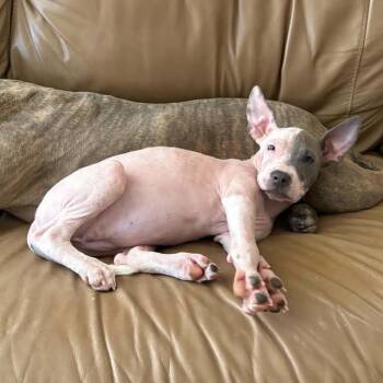 Zafira -  Pit Bull Terrier Dog for Adoption in East St. Louis, Illinois - Zafira | PetCurious