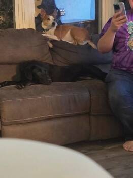 Luna -  Labrador Retriever Dog for Adoption in Syracuse, New York - Luna | PetCurious