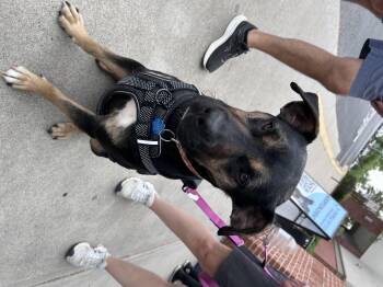 Australian Cattle Dog Blue Heeler and Labrador Retriever Dogs Available for Adoption in Winder, Georgia - HAVANNA 2026-190 | PetCurious