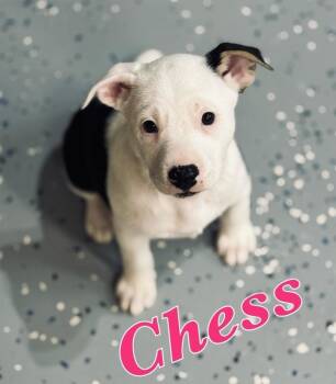 Labrador Retriever and Pointer Dogs Available for Adoption - Chess | PetCurious