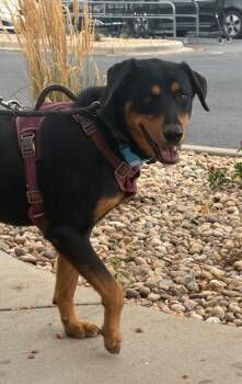 Circeo -  Cattle Dog and Retriever Dog for Adoption in Fort Lupton, Colorado - Circeo | PetCurious