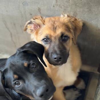 Piper A5782265 -  German Shepherd Dog Dog for Adoption in Middletown, New York - Piper A5782265 | PetCurious