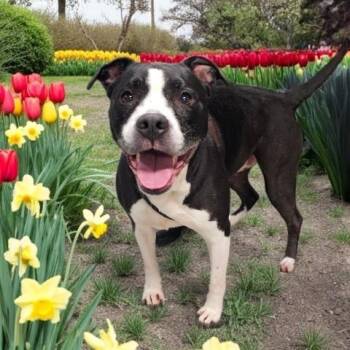 LAURA -  Pit Bull Terrier and Mixed Breed Dog for Adoption - LAURA | PetCurious