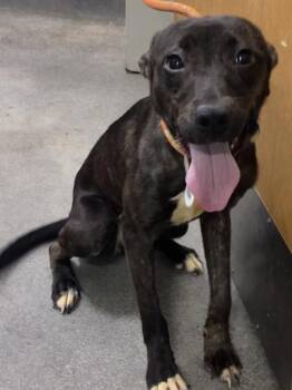 MILLIE -  Cane Corso and Mixed Breed Dog for Adoption - MILLIE | PetCurious