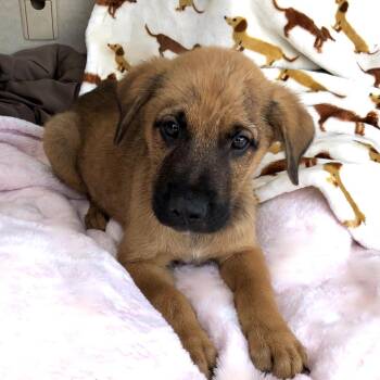 Labrador Retriever and Husky Dogs Available for Adoption in Conroe, Texas - Carter (Victoria Litter) | PetCurious