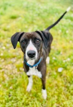 Rescue Mixed Breed Dogs for Adoption in Ashland, Kentucky - Eva | PetCurious