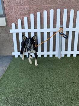 Rescue Australian Cattle Dog Blue Heeler and Australian Shepherd Dogs for Adoption in Modesto, California - MIMI | PetCurious