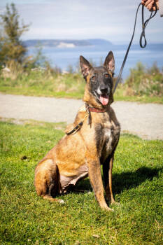 Rescue Belgian Shepherd Malinois Dogs for Adoption in Seattle, Washington - Luna | PetCurious