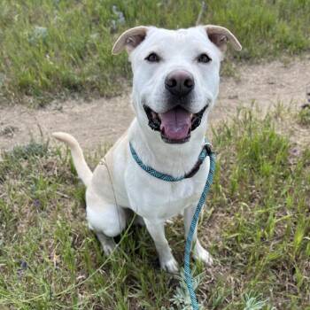 Wizard -  Mixed Breed Dog for Adoption in Spokane, Washington - Wizard | PetCurious