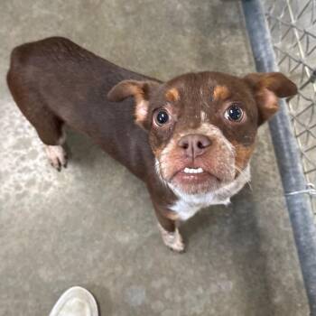 Gertrude aka Gertie -  Mixed Breed Dog for Adoption in Muncie, Indiana - Gertrude Aka Gertie | PetCurious