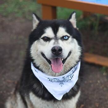 RESTU OROCHI -  Husky Dog for Adoption in San Antonio, Texas - RESTU OROCHI | PetCurious
