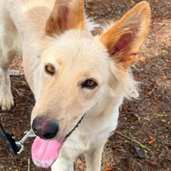 Ellie -  Shepherd and Mixed Breed Dog for Adoption in Vieques, Vieques - Ellie | PetCurious