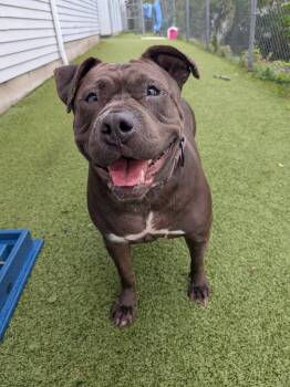 Sequoia -  Pit Bull Terrier Dog for Adoption in Fall River, Massachusetts - Sequoia | PetCurious