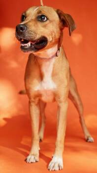 JB -  Hound Dog for Adoption in Pegram, Tennessee - JB | PetCurious