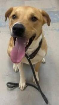 Montoya -  Labrador Retriever Dog for Adoption in Downers Grove, Illinois - Montoya | PetCurious