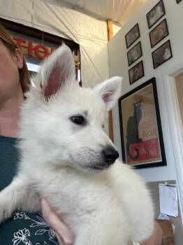 Dove -  White German Shepherd and Mixed Breed Dog for Adoption in Newberg, Oregon - Dove | PetCurious