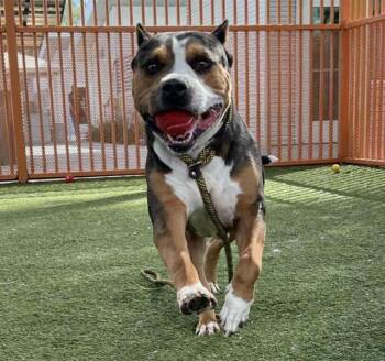 Rescue Pit Bull Terrier Dogs for Adoption in Las Vegas, Nevada - HARLEM | PetCurious