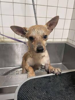 Rescue Chihuahua Dogs for Adoption in Phoenix, Arizona - Shoelace | PetCurious