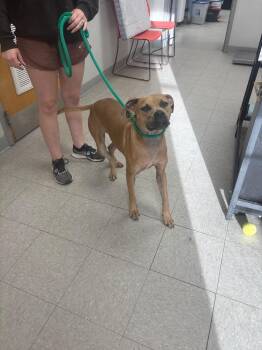 Malibu -  Pit Bull Terrier Dog for Adoption in Sorrento, Louisiana - Malibu | PetCurious