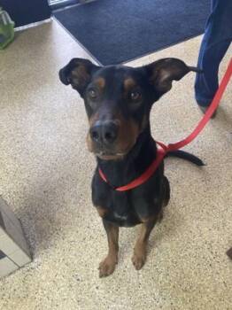 Rescue Doberman Pinscher and Mixed Breed Dogs for Adoption in Houston, Texas - Dobi | PetCurious