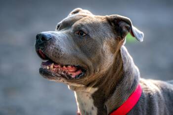 Rescue American Staffordshire Terrier and Pit Bull Terrier Dogs for Adoption in Red Wing, Minnesota - Chevy | PetCurious