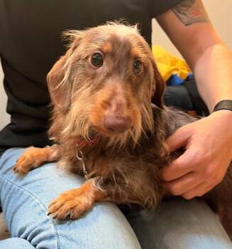 BISCUIT -  Dachshund Dog for Adoption in Leesburg, Virginia - BISCUIT | PetCurious