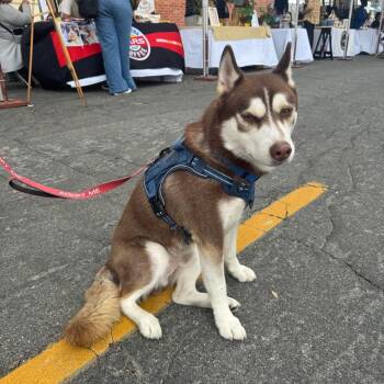 Harry -  Siberian Husky Dog for Adoption in Pasadena, California - Harry | PetCurious