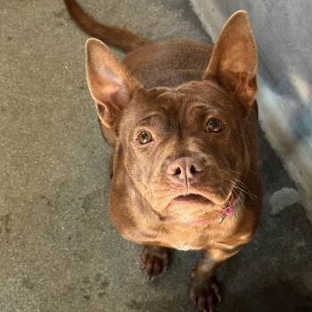 Brownie A2298437 -  Pit Bull Terrier Dog for Adoption in Los Angeles, California - Brownie A2298437 | PetCurious