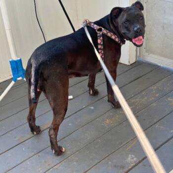 Mixed Breed Dogs Available for Adoption in New York, New York - Bella | PetCurious