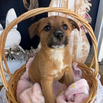 Mixed Breed Dogs Available for Adoption in Huntsville, Alabama - Nala | PetCurious