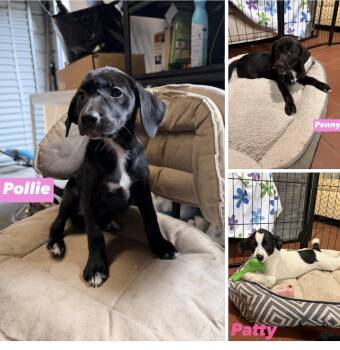 Patti, Penny and Pollie -  Pointer Dog for Adoption in Seaside Heights, New Jersey - Patti, Penny And Pollie | PetCurious
