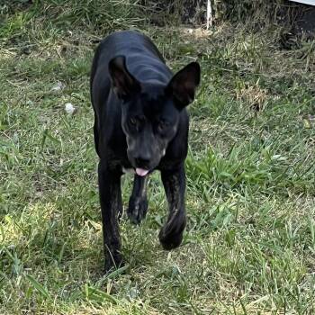 Diamante -  Shepherd and Pit Bull Terrier Dog for Adoption in East St. Louis, Illinois - Diamante | PetCurious