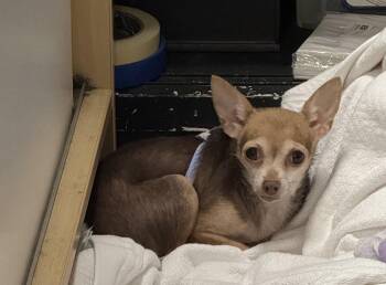 Rescue Chihuahua Dogs for Adoption in Broken Arrow, Oklahoma - Nutmeg | PetCurious