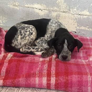 Willow -  German Shorthaired Pointer and Mixed Breed Dog for Adoption in Clanton, Alabama - Willow | PetCurious
