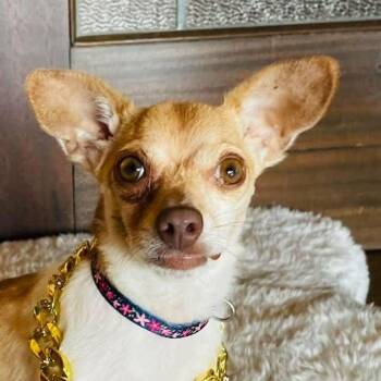 Athena -  Chihuahua Dog for Adoption in Boerne, Texas - Athena | PetCurious