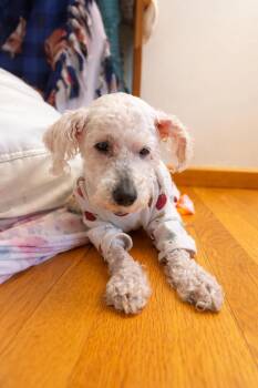 Miniature Poodle Dogs Available for Adoption in Austintown, Ohio - Bernard *deaf & Blind* | PetCurious