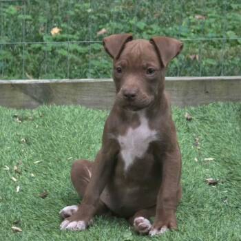 Heels -  Labrador Retriever Dog for Adoption in Wake Forest, North Carolina - Heels | PetCurious