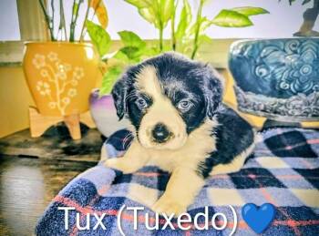 Corgi and Shih Tzu Dogs Available for Adoption - Pippin