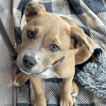 Alyssa -  Mixed Breed Dog for Adoption in Bentonville, Arkansas - Alyssa | PetCurious