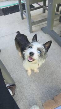 Sparkle -  Terrier Dog for Adoption in Rockland, Wisconsin - Sparkle | PetCurious