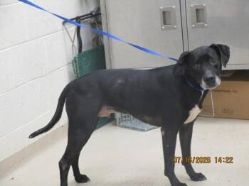 Bear(29) -  Hound and Labrador Retriever Dog for Adoption in Marietta, Georgia - Bear(29) | PetCurious