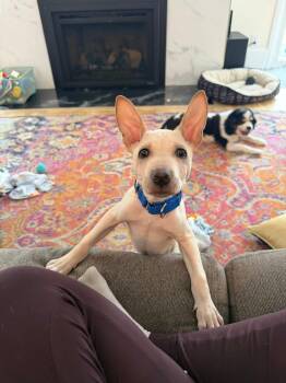 Terrier and Mixed Breed Dogs Available for Adoption - Maye | PetCurious